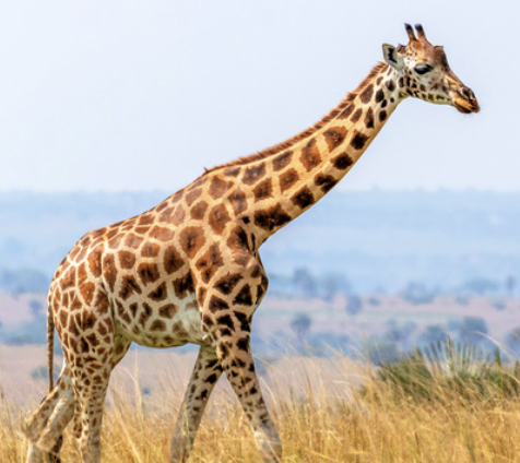 giraffes endangered